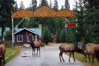 Pine Bungalows