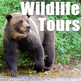 Jasper Wildlife Tours